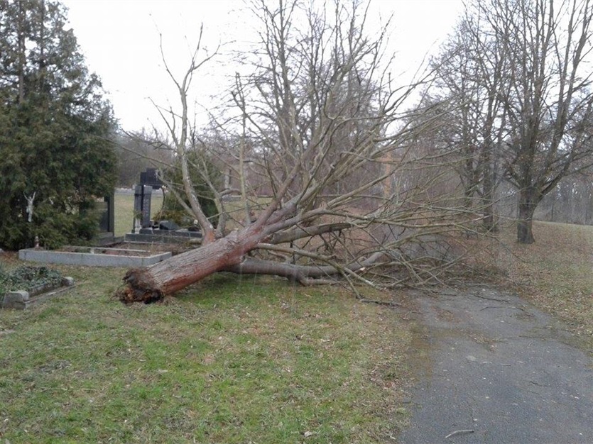 Spadlý strom na hřbitově Na Pískách, 24.2.2017